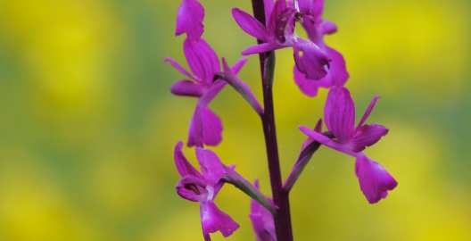 Orchis des marais 