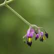 Solanum dulcamara