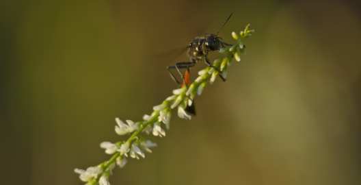 Ammophila sabulosa