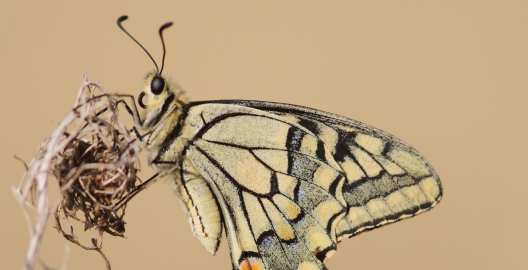 Machaon