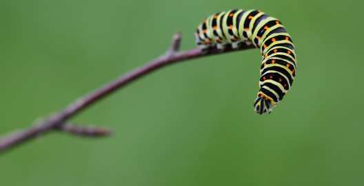 Chenille