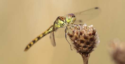 Sympetrum