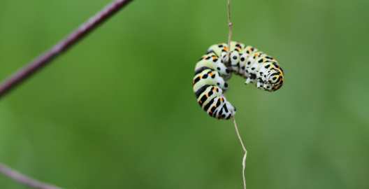 La chenille grimpe sur le fil