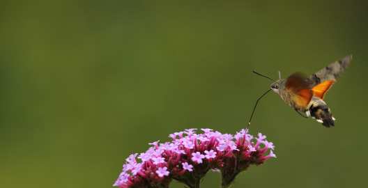 Macroglossum stellatarum