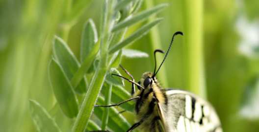 Machaon