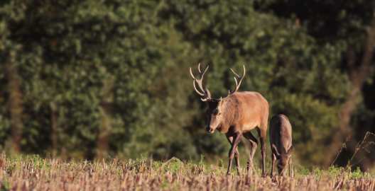 Cerf et faon
