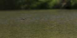 Oiseaux
