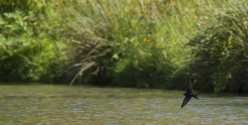 Oiseaux