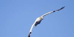 Oiseaux
