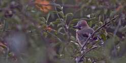 Oiseaux