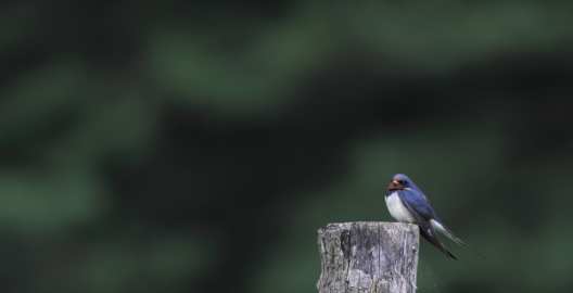 Hirondelle rustique