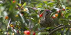 Oiseaux