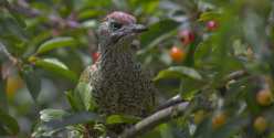 Oiseaux