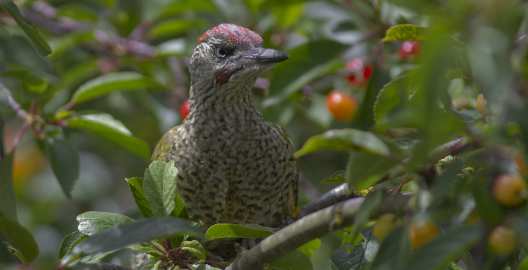 Picus viridis