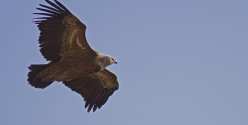 Oiseaux