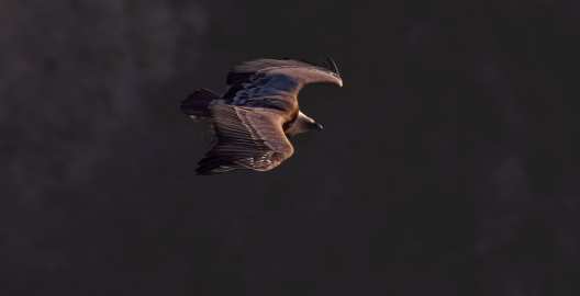 Vautour fauve