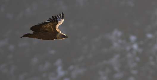 Gyps fulvus