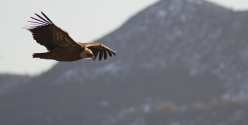 Oiseaux