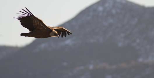 Gyps fulvus