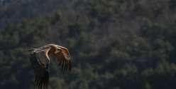 Oiseaux