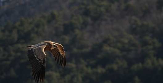 Gyps fulvus