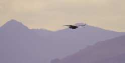 Oiseaux