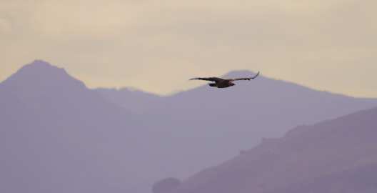 Vautour fauve