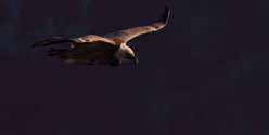 Oiseaux