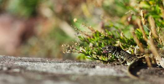 Lézard des murailles