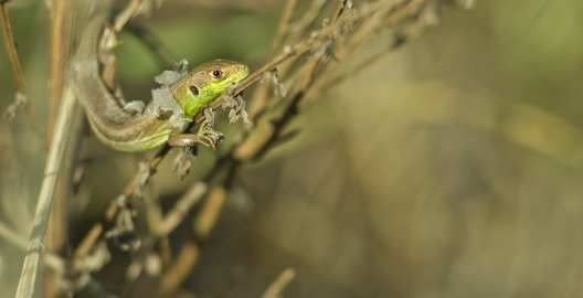 Lézard vert